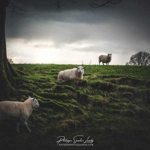 Scottish Moment Moutons dans la nature Écossaise