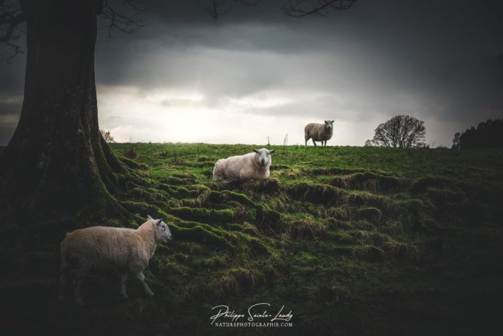 Moutons dans la nature Écossaise