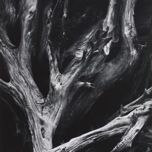 Sequoia Roots Sequoia Roots © Ansel Adams