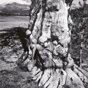 Tuolumne Meadows Tuolumne Meadows © Ansel Adams