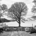 Arbre en noir et blanc