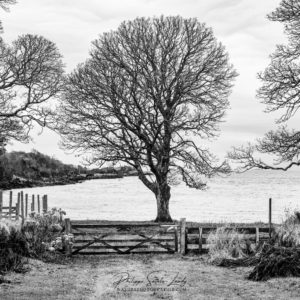 Waterfront Trees Arbre en noir et blanc