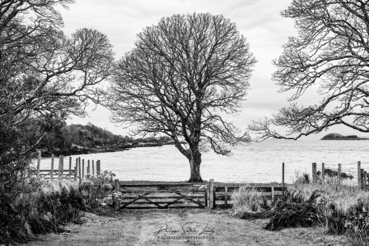 Arbre en noir et blanc