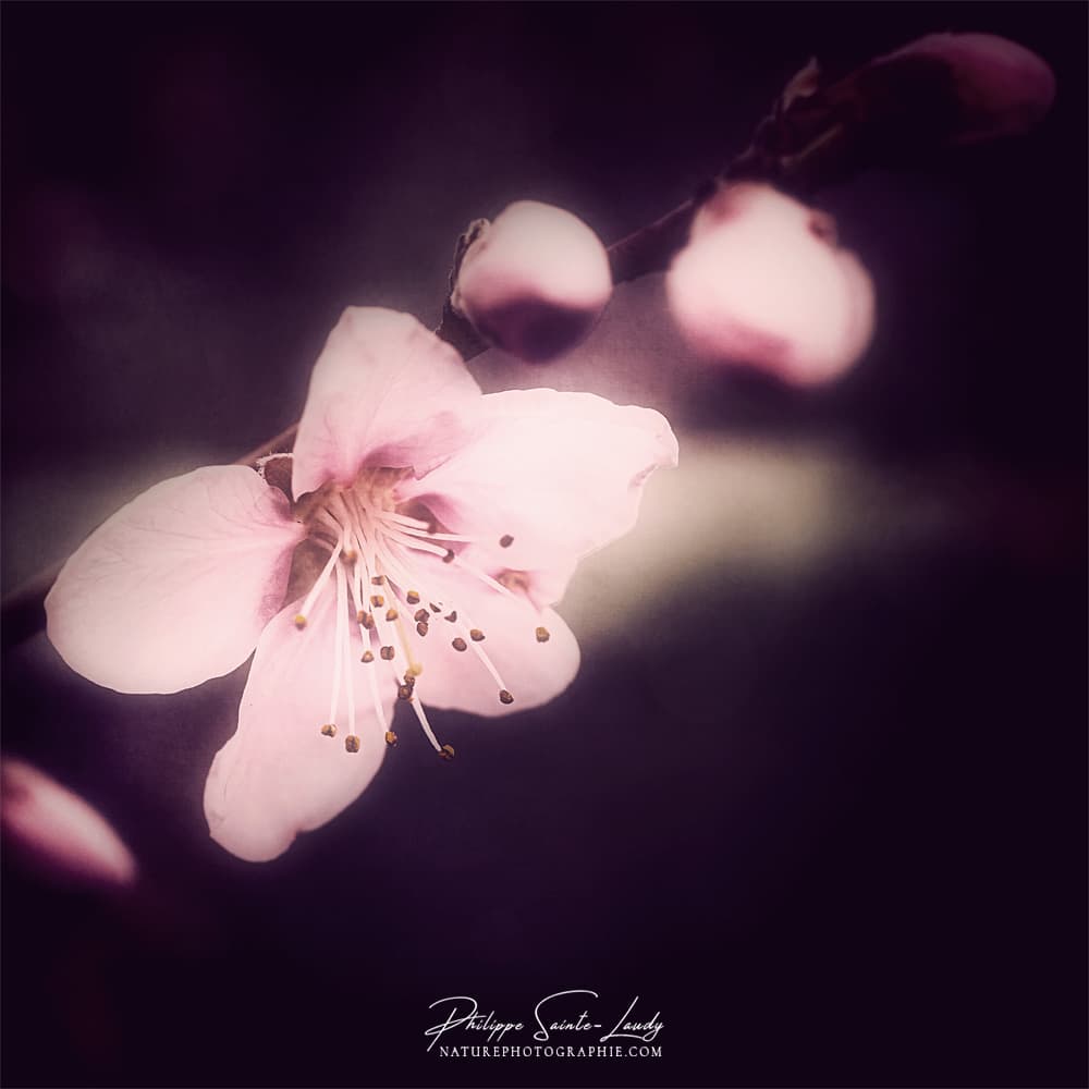 Effet Orton sur une fleur de pêcher