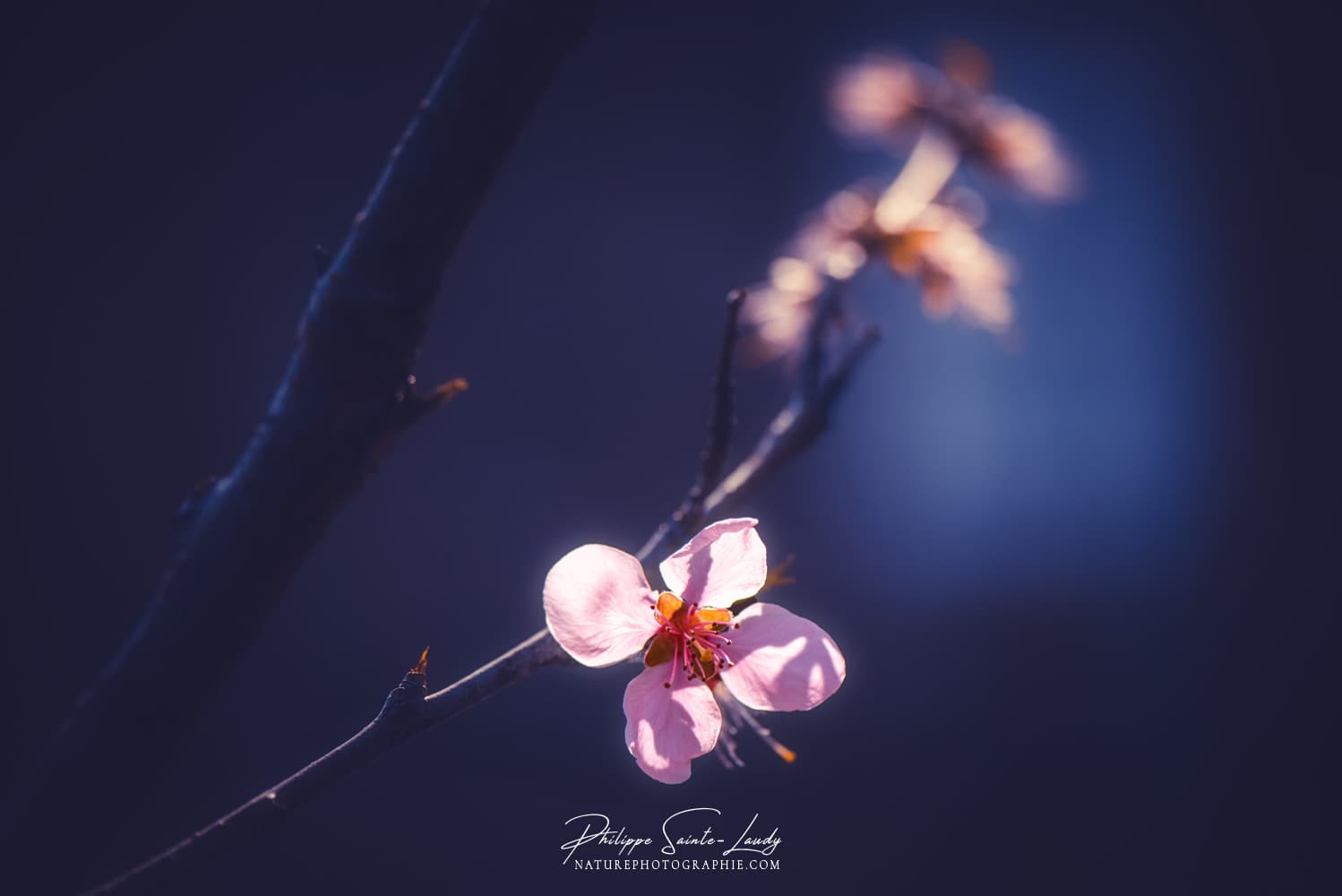 Une fleur de pêcher isolée