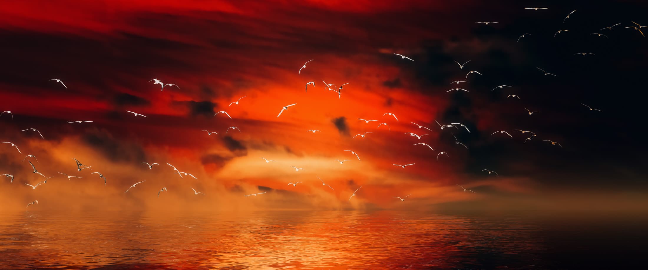 Vol d'oiseaux dans le soleil couchant