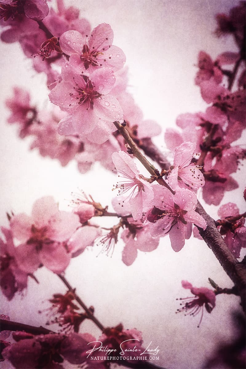 Un pêcher en fleurs