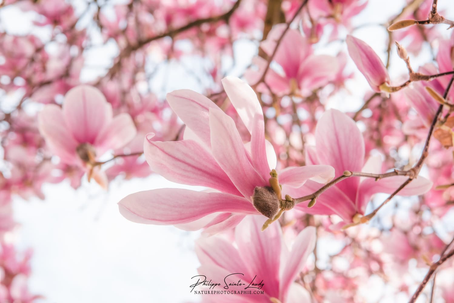 Magnolias en gros plan