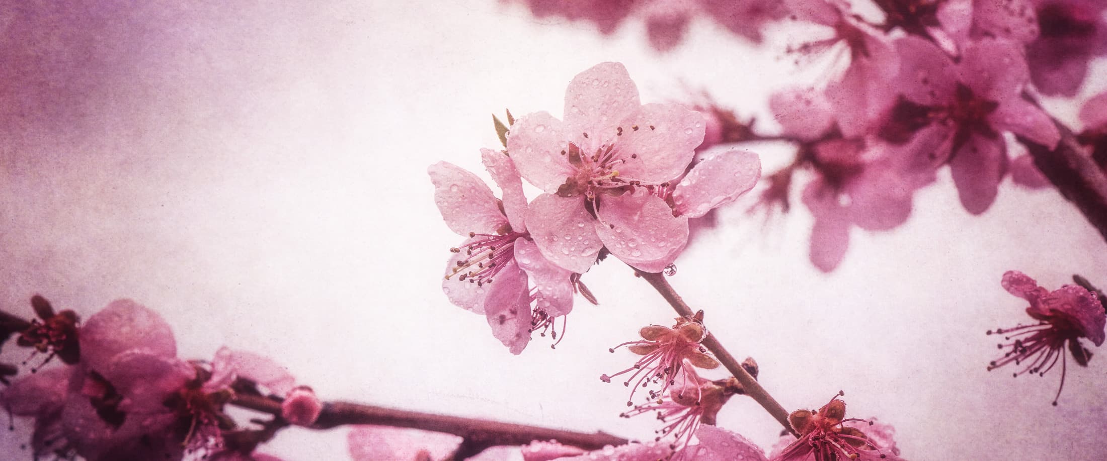 Fleurs de pêcher avec une texture photo