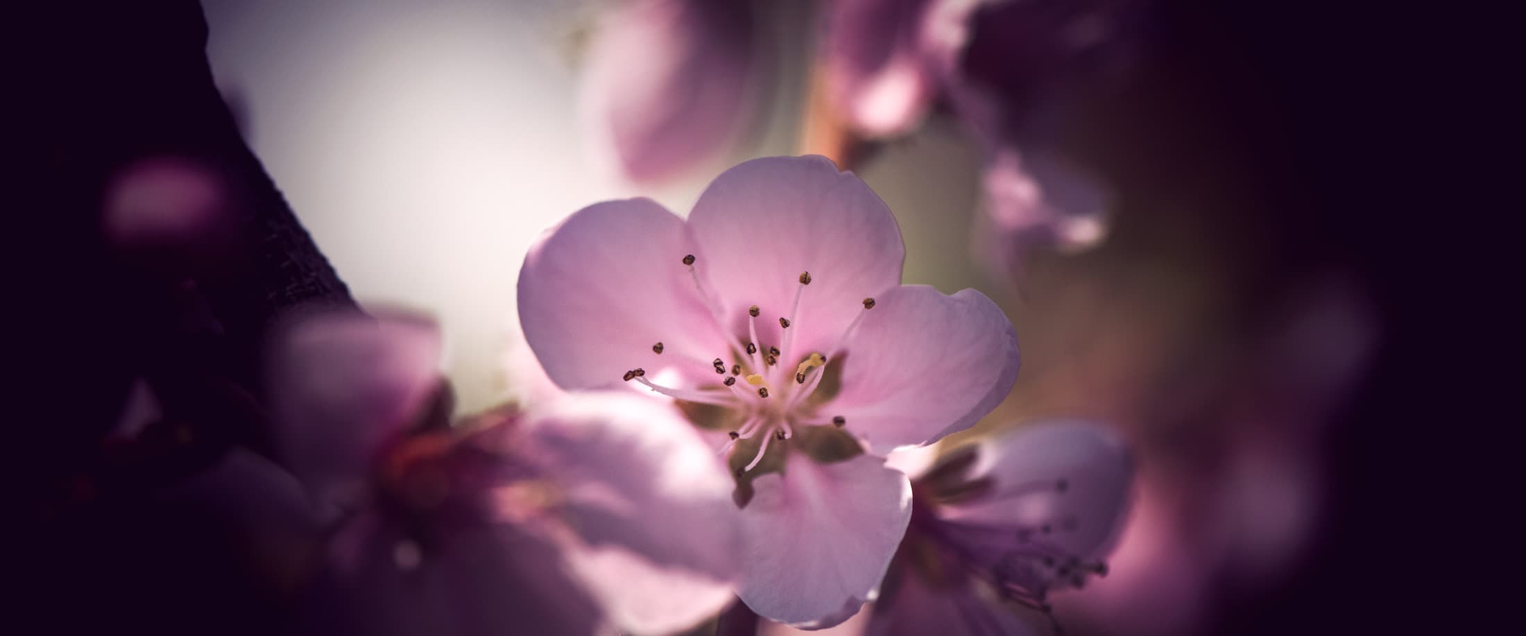 Macro de fleur de pêcher au printemps