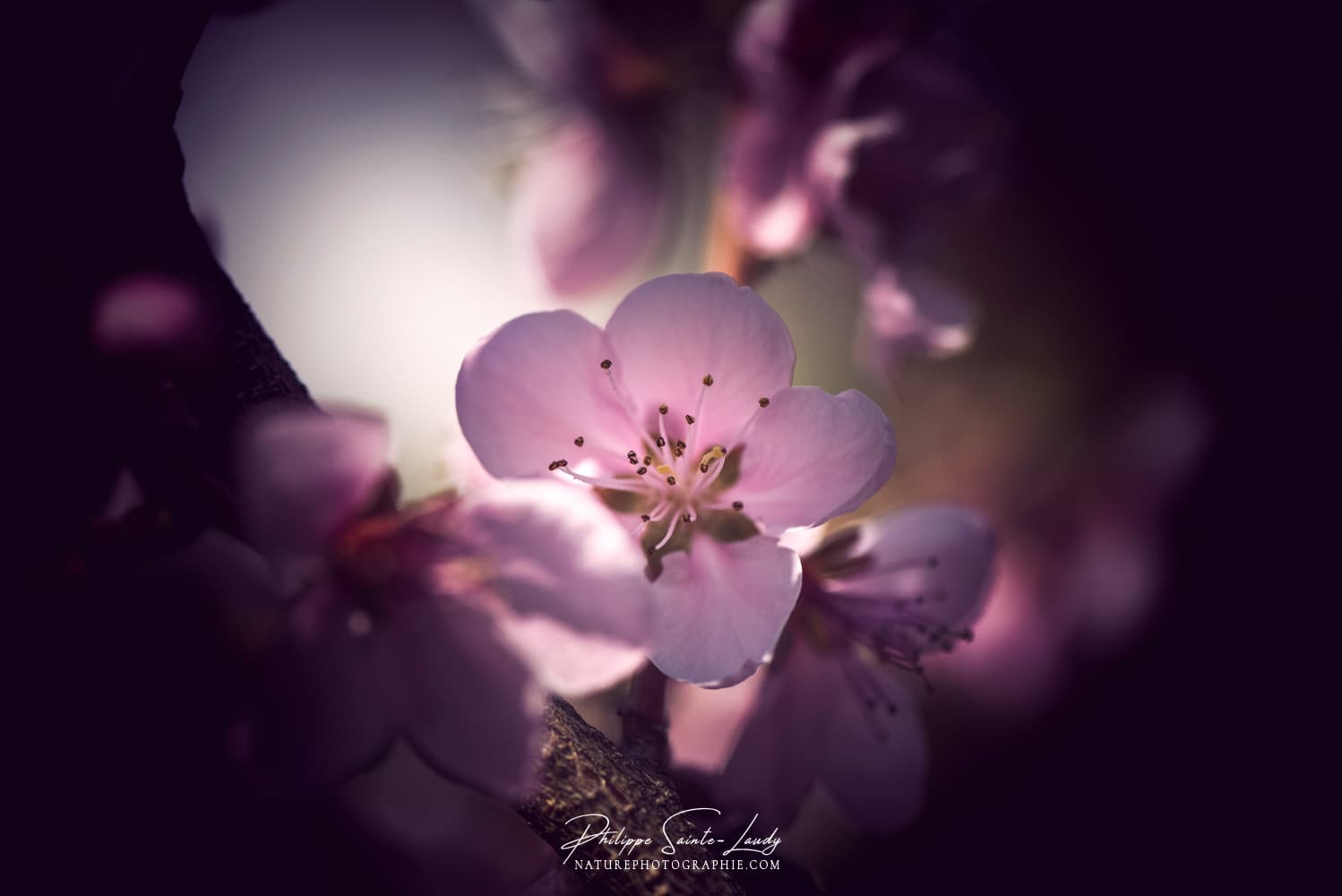 Fleur de pêcher dans la lumière