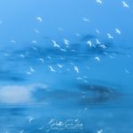 Des oiseaux blancs en vol sur fond de ciel bleu