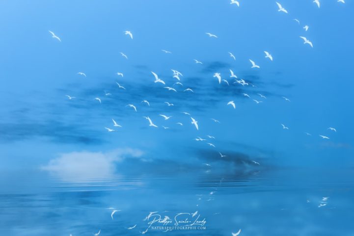 Des oiseaux blancs en vol sur fond de ciel bleu