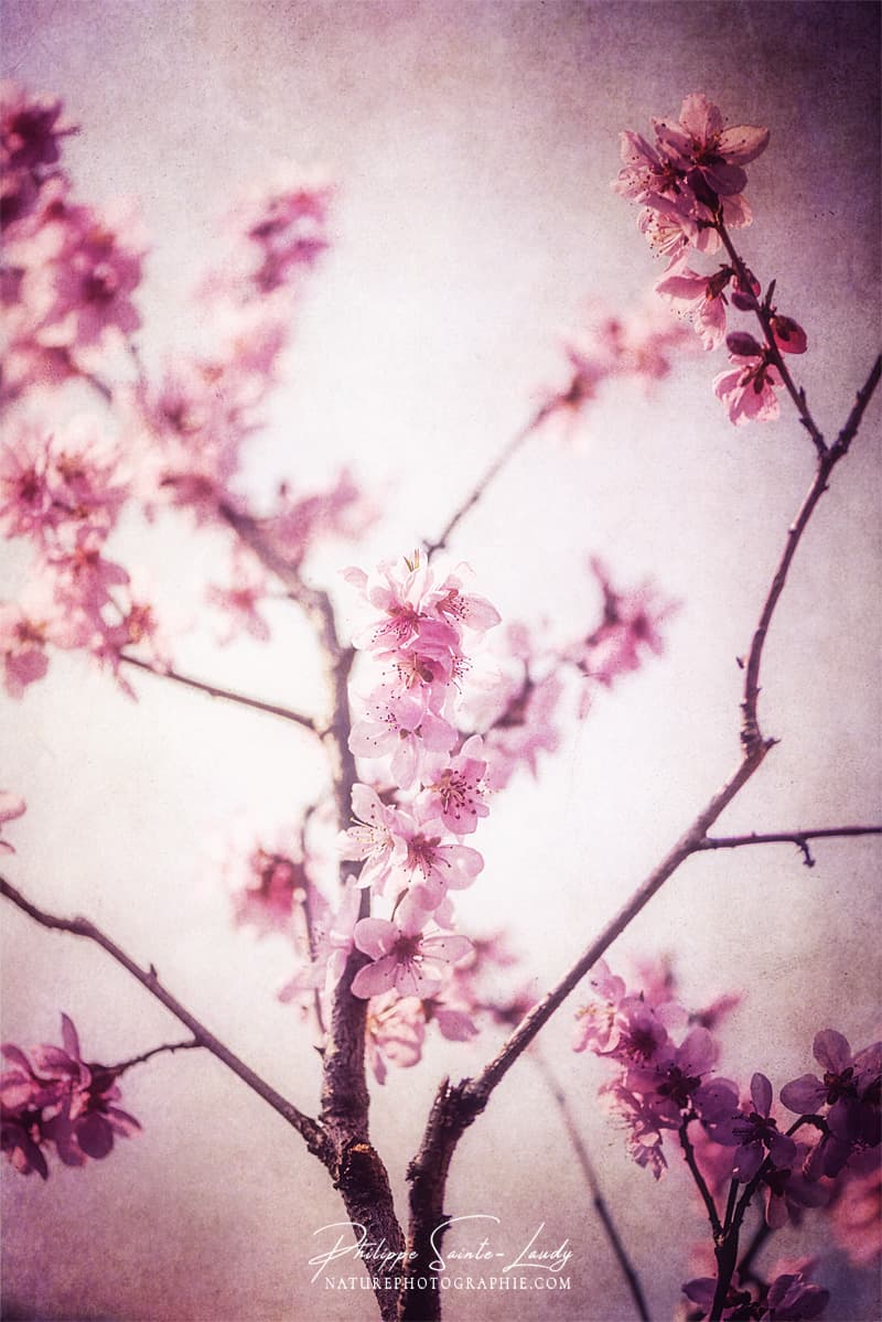 Branches de pêcher en fleurs