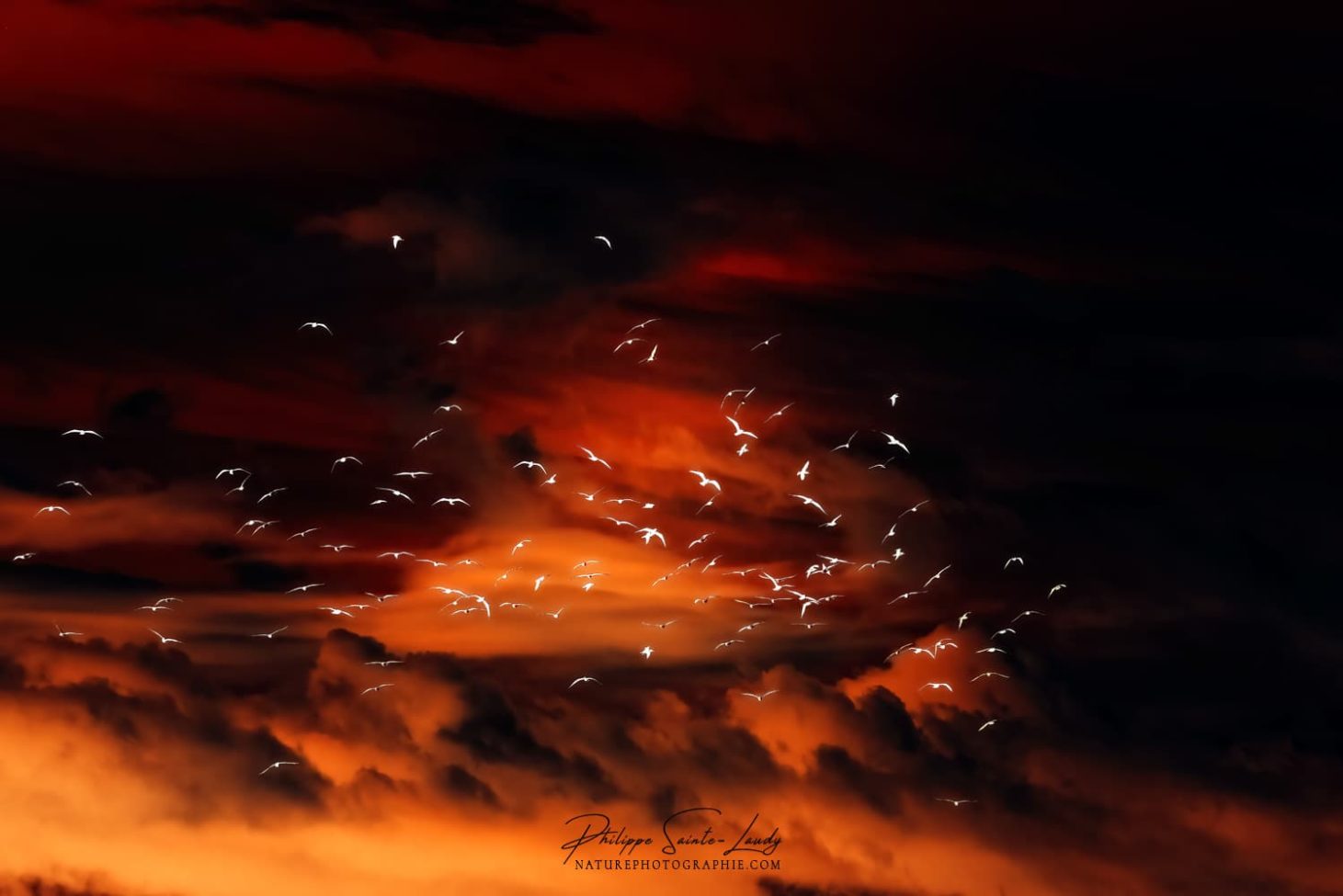 Coucher de soleil et vol d'oiseaux