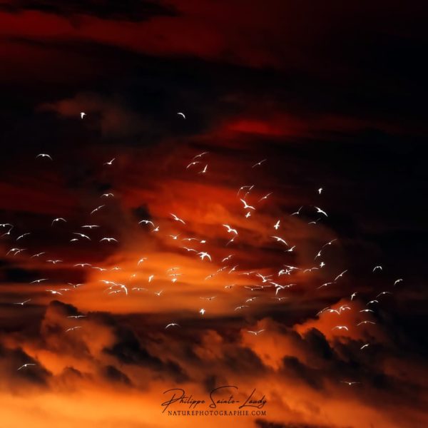 Coucher de soleil et vol d'oiseaux