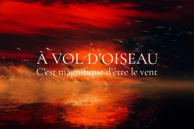 Oiseaux Blancs Oiseaux Blancs