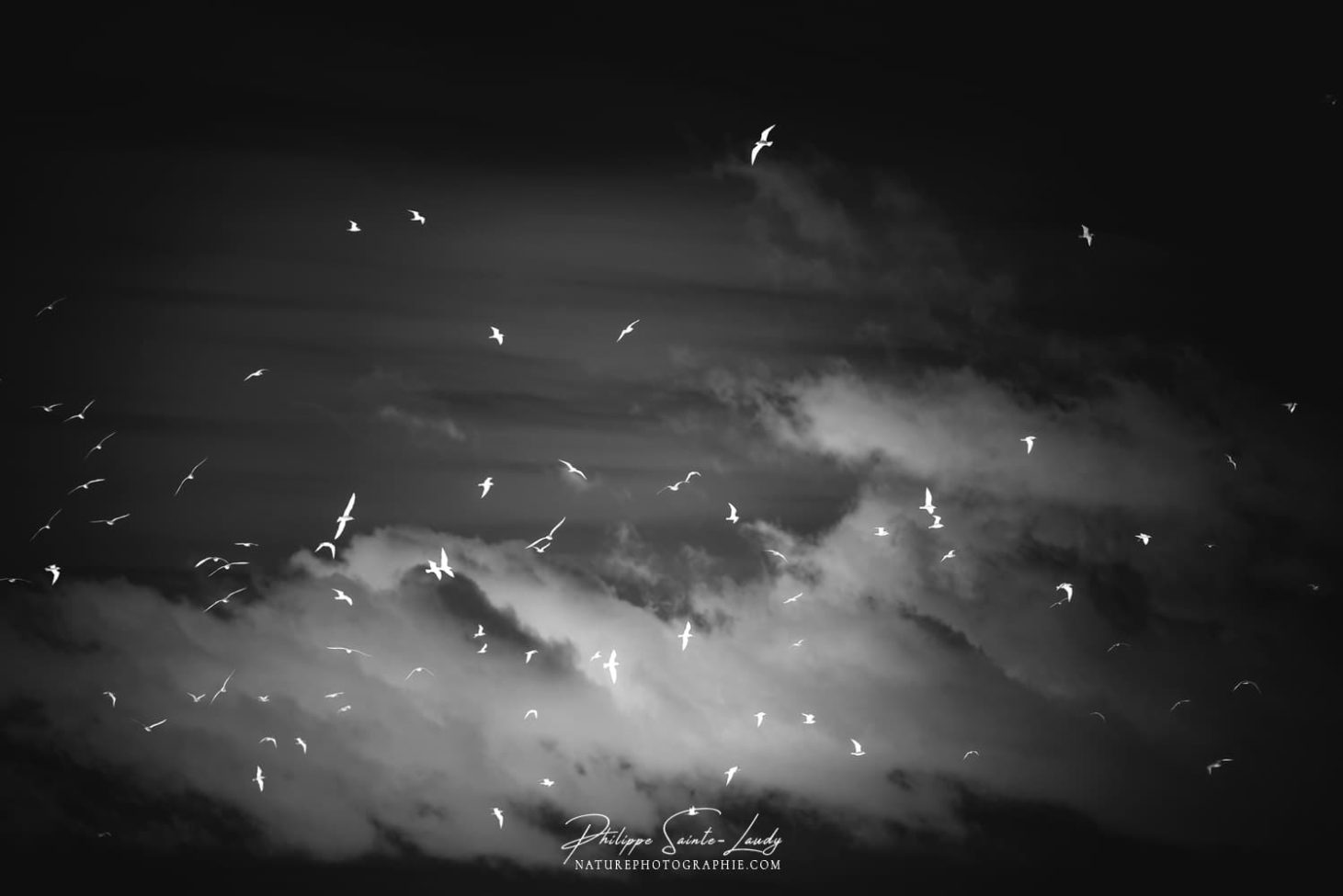 Ciel en noir et blanc avec des oiseaux