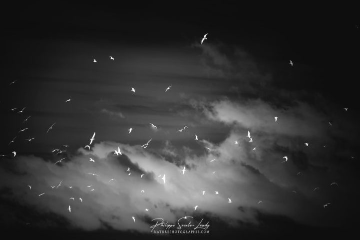 Ciel en noir et blanc avec des oiseaux