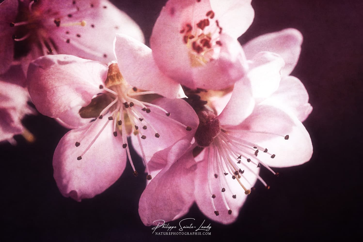 Fleurs de pêcher en gros plan