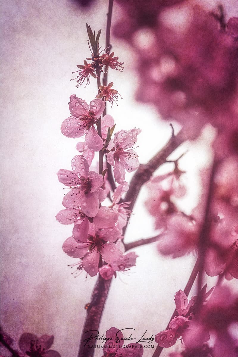 Fleurs de pêcher rose