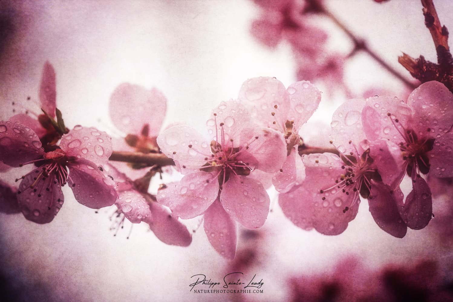 Fleurs roses de pêcher au printemps