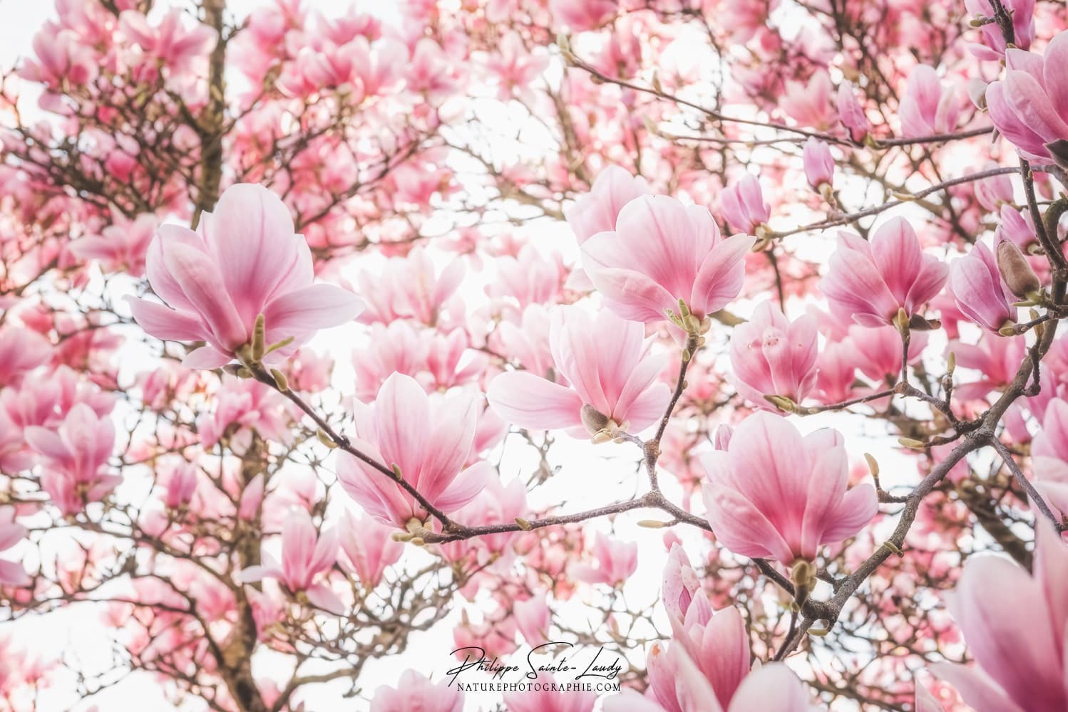 Magnolia au printemps