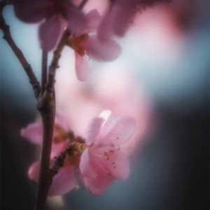 Sweet Spring Photo de fleur au printemps