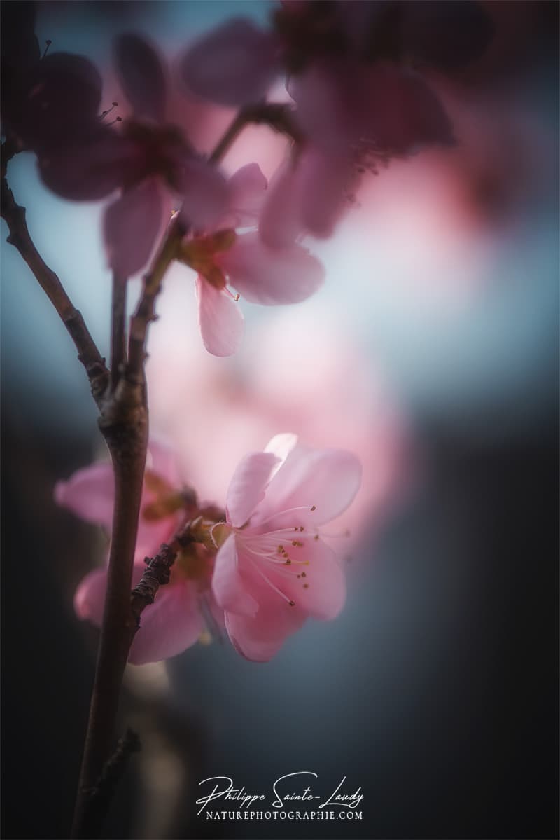 Photo de fleur au printemps
