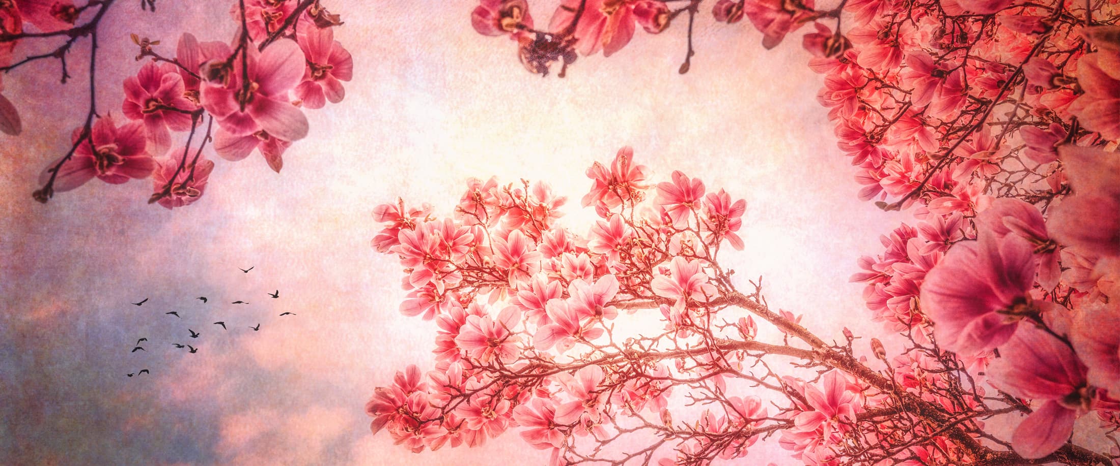 Texture et magnolias
