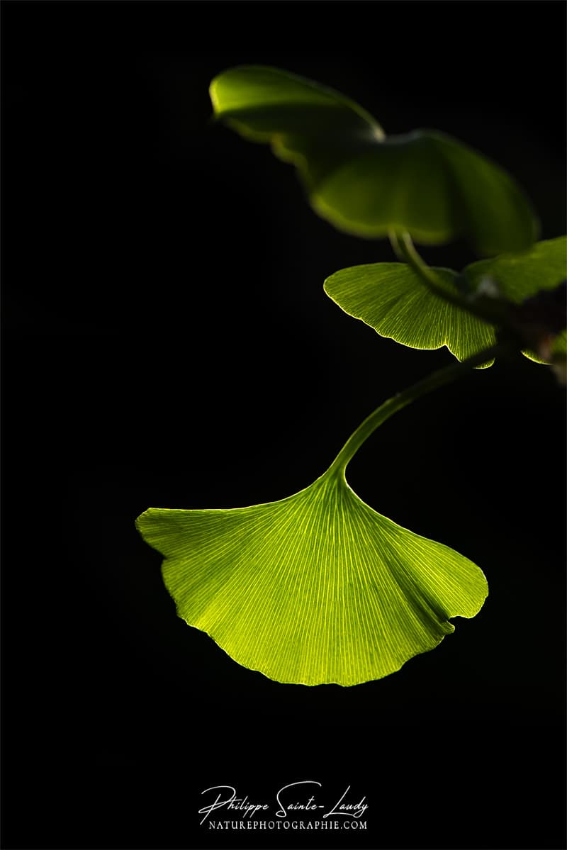 Feuille verte de ginkgo en gros plan