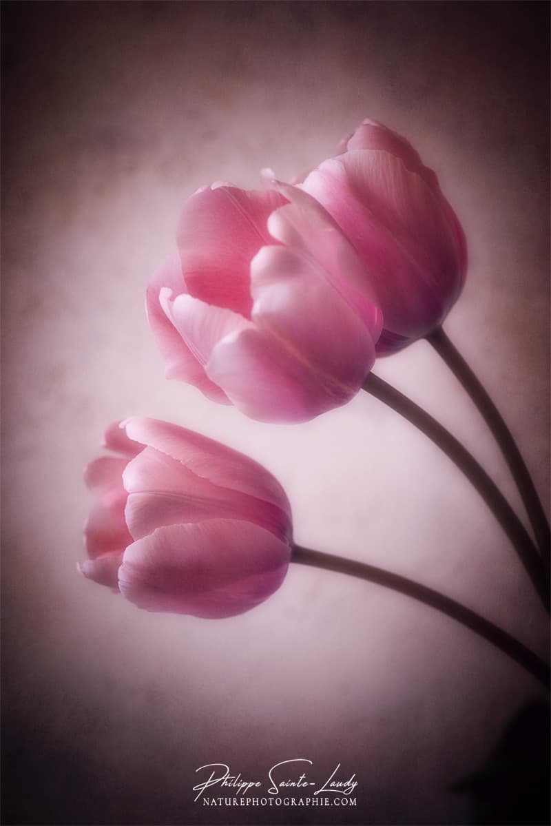 Portrait de tulipes