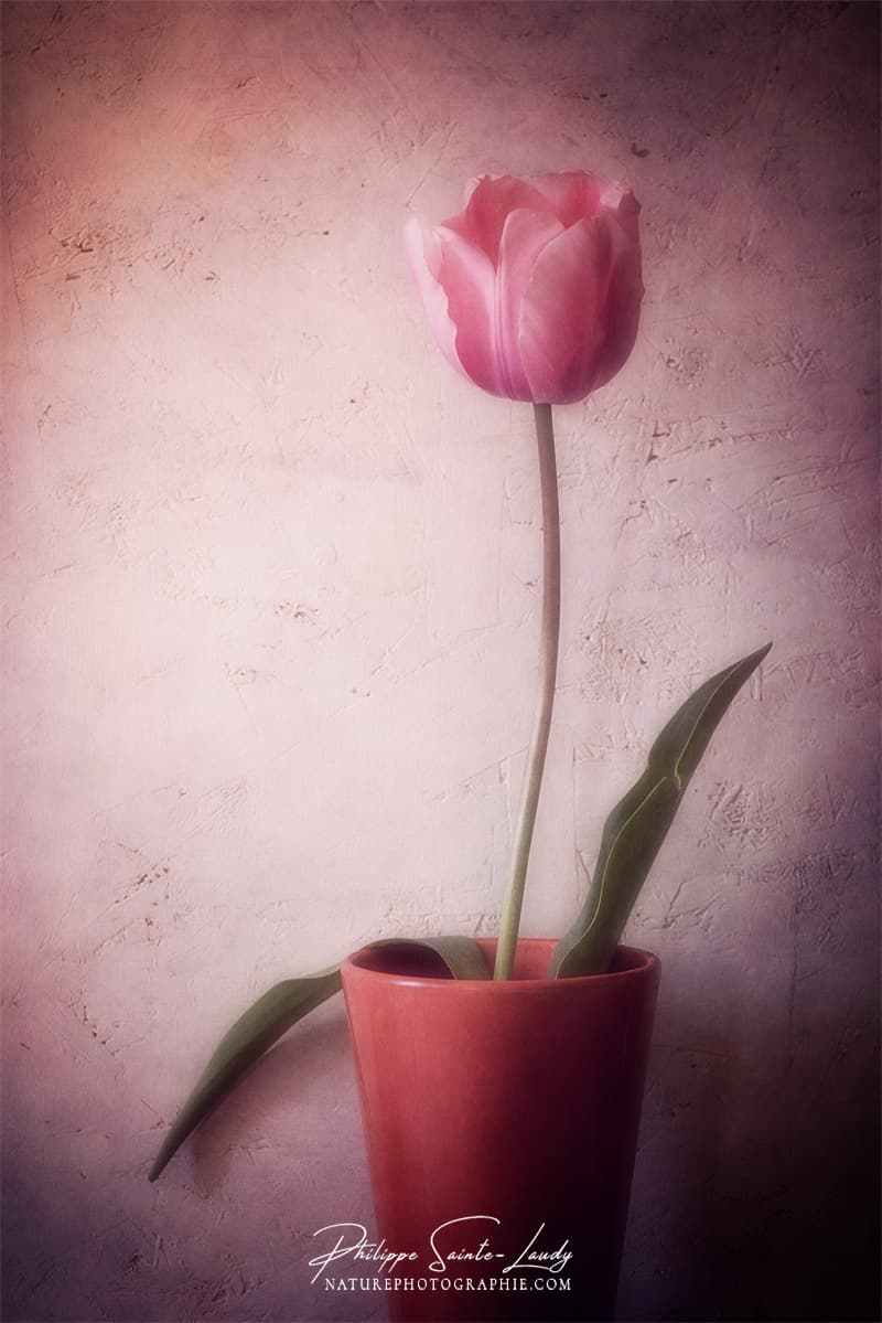 Une tulipe dans un pot