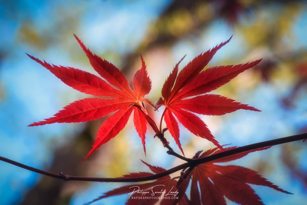 Feuilles d'érable rouges du Japon