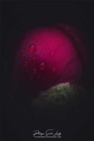 Gros plan sur une pivoine rouge