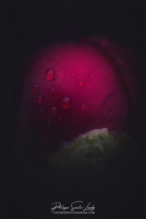 Gros plan sur une pivoine rouge