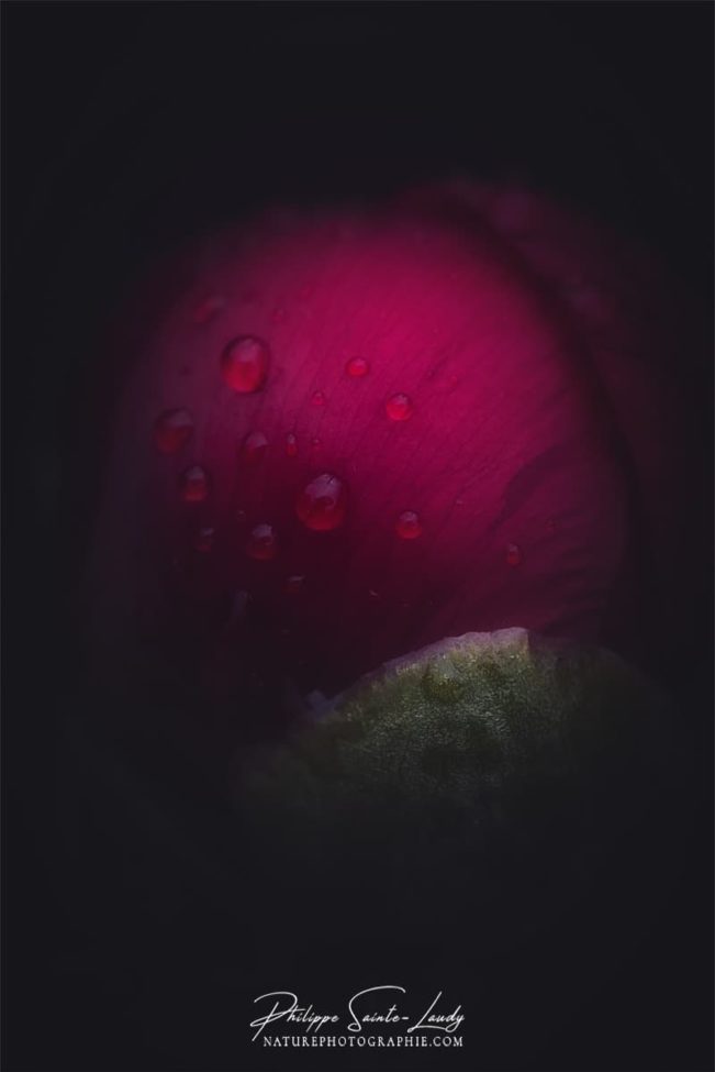 Gros plan sur une pivoine rouge