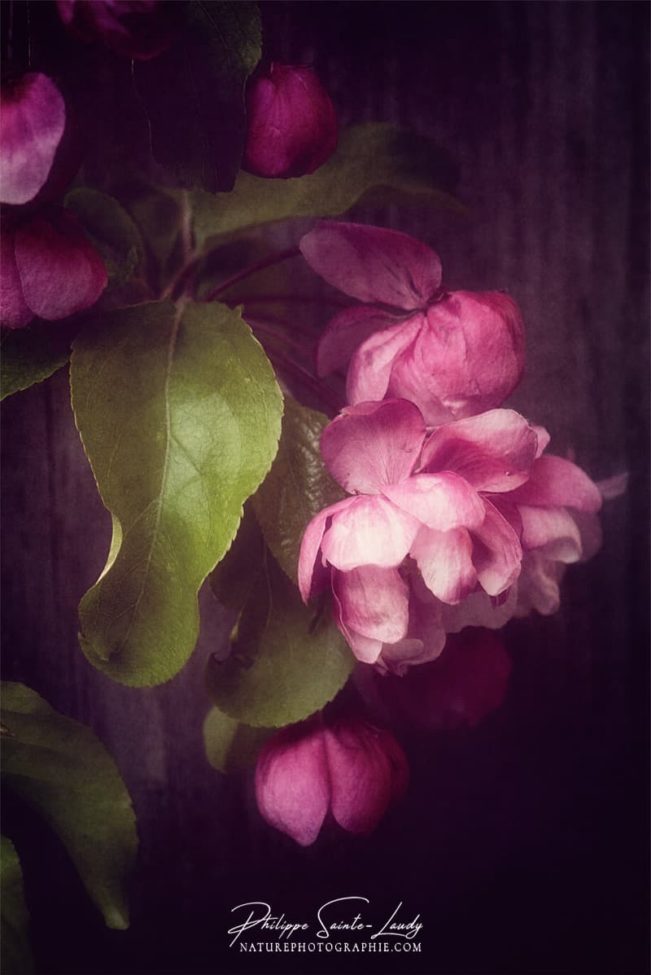 Une fleur de pommier japonais de profil