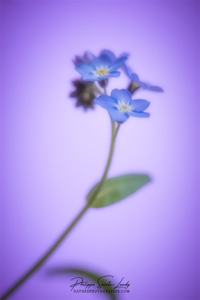 Myosotis - Forget Me Not en anglais