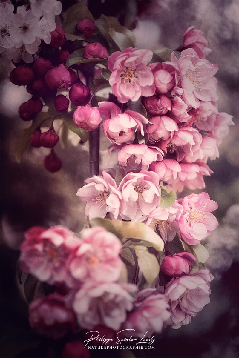 Bouquet de fleurs d'un pommier japonais