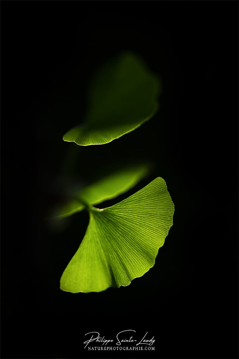 Des feuilles de ginkgo biloba dans l'ombre