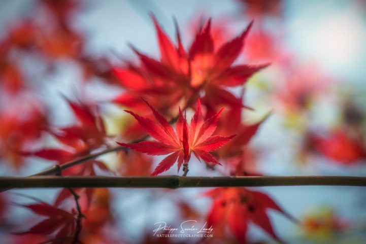 Le rouge vif d'une feuille d'érable