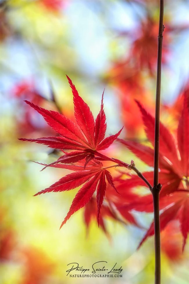 Feuilles rouges d'un érable Japonais