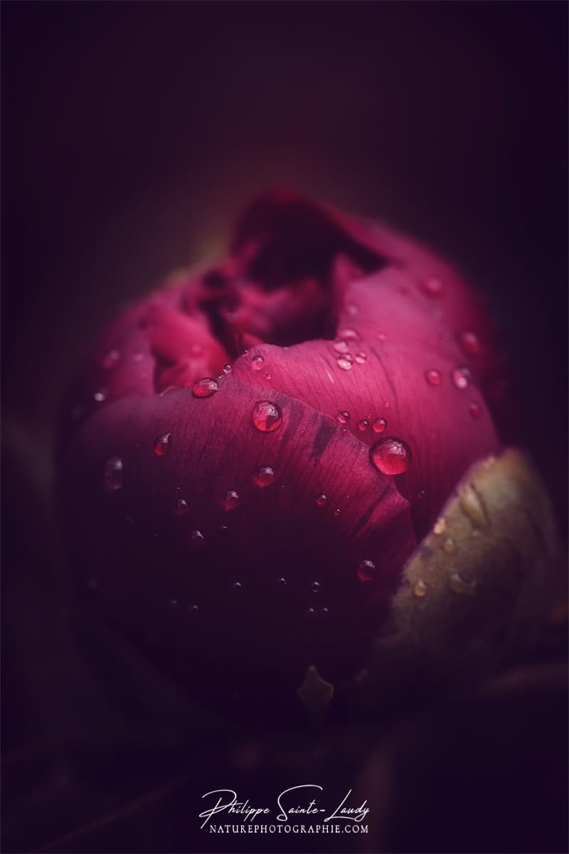 Portrait d'une pivoine