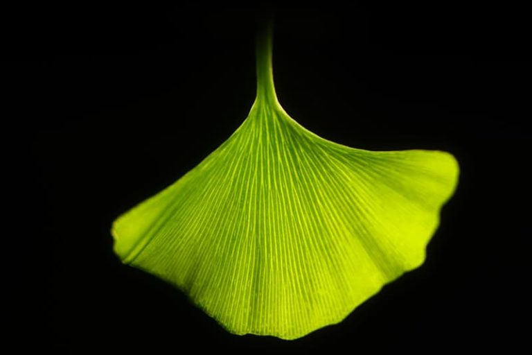 Feuilles de Ginkgo