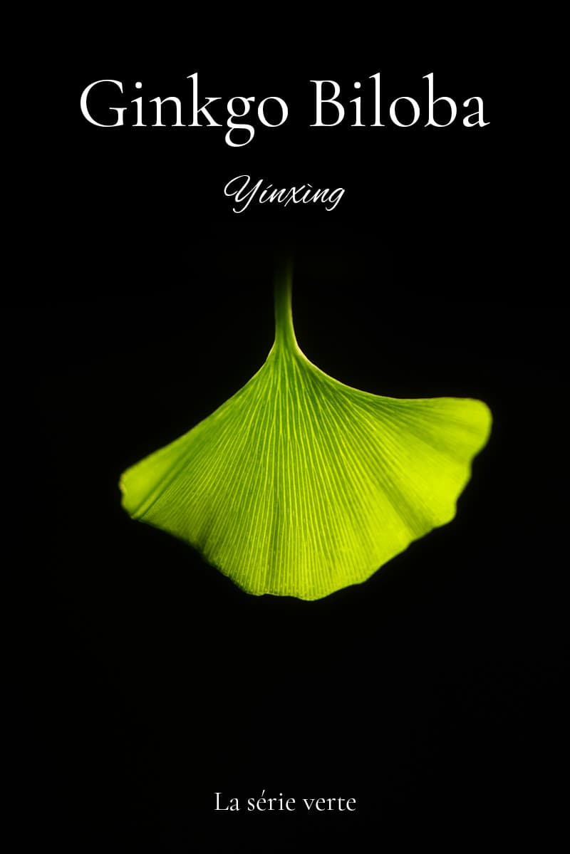 Feuilles de Ginkgo Feuilles de Ginkgo