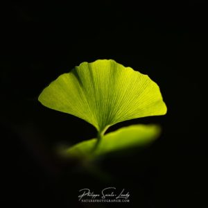 First Ginkgo Leaf Délicate feuille verte de ginkgo