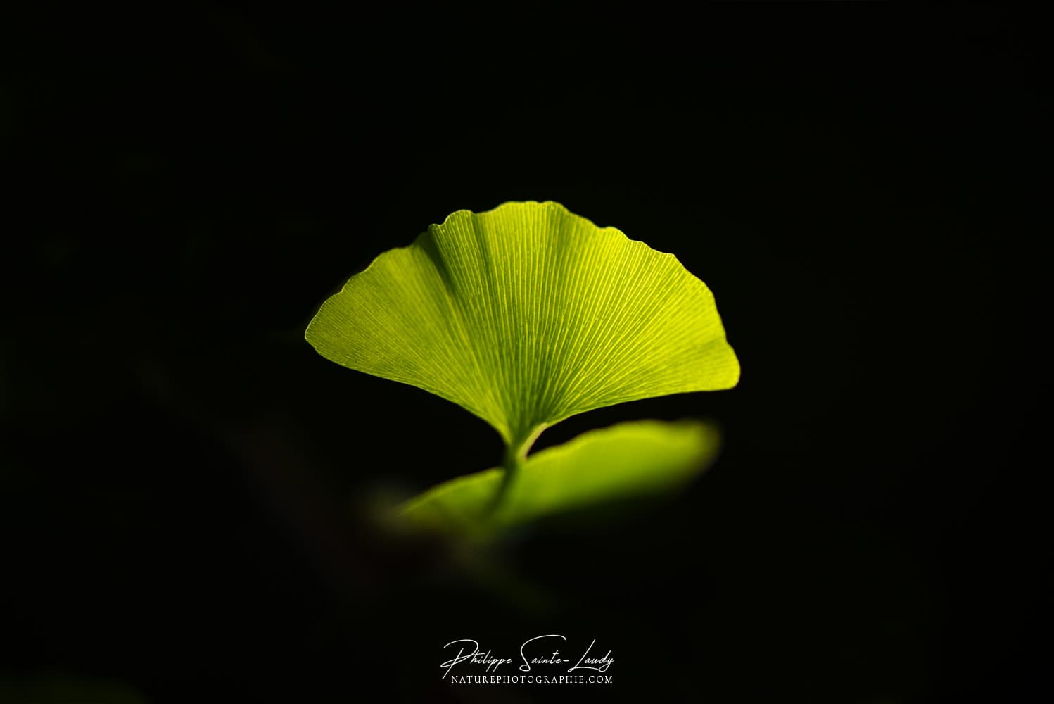 Délicate feuille verte de ginkgo