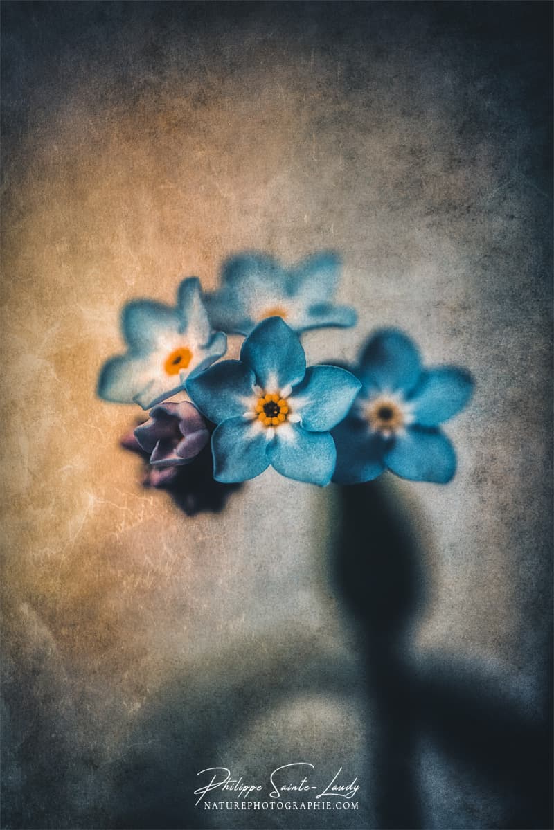 Texture photo et myosotis