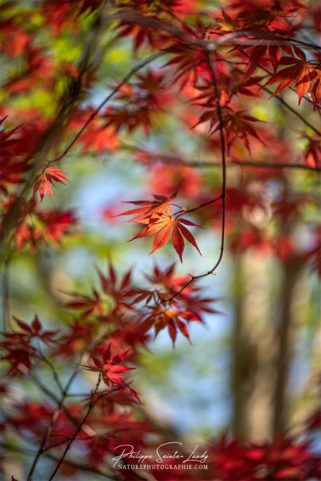 Feuilles rouges au printemps